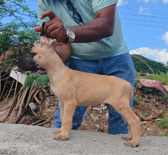 DogsIndia.com - Great Dane - Anandkumar - Ellesmera