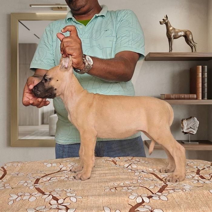 DogsIndia.com - Great Dane - Anandkumar - Ellesmera