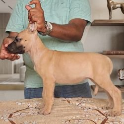 DogsIndia.com - Great Dane - Anandkumar - Ellesmera