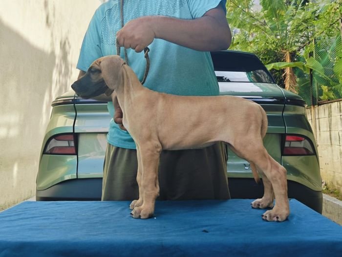 DogsIndia.com - Great Dane - Anandkumar - Ellesmera
