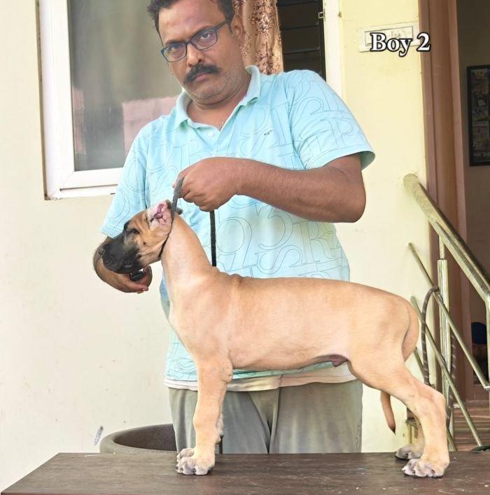 DogsIndia.com - Great Dane - Anandkumar - Ellesmera