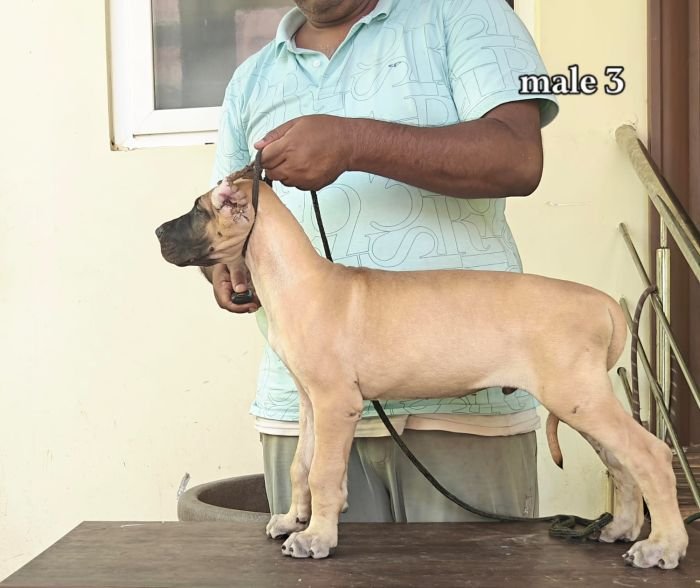 DogsIndia.com - Great Dane - Anandkumar - Ellesmera