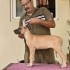 DogsIndia.com - Great Dane - Anandkumar - Ellesmera