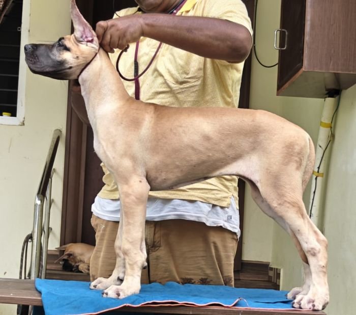 DogsIndia.com - Great Dane - Anandkumar - Ellesmera
