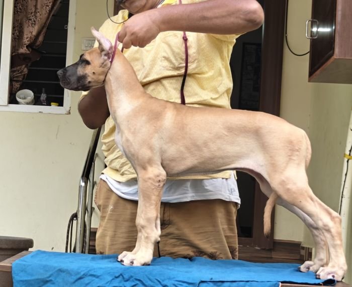 DogsIndia.com - Great Dane - Anandkumar - Ellesmera