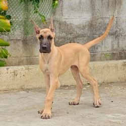 DogsIndia.com - Great Dane - Anandkumar - Ellesmera