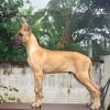 DogsIndia.com - Great Dane - Anandkumar - Ellesmera