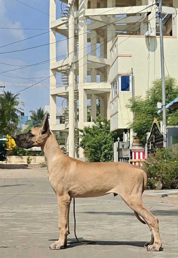 DogsIndia.com - Great Dane - Anandkumar - Ellesmera