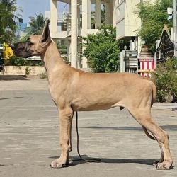 DogsIndia.com - Great Dane - Anandkumar - Ellesmera