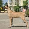 DogsIndia.com - Great Dane - Anandkumar - Ellesmera