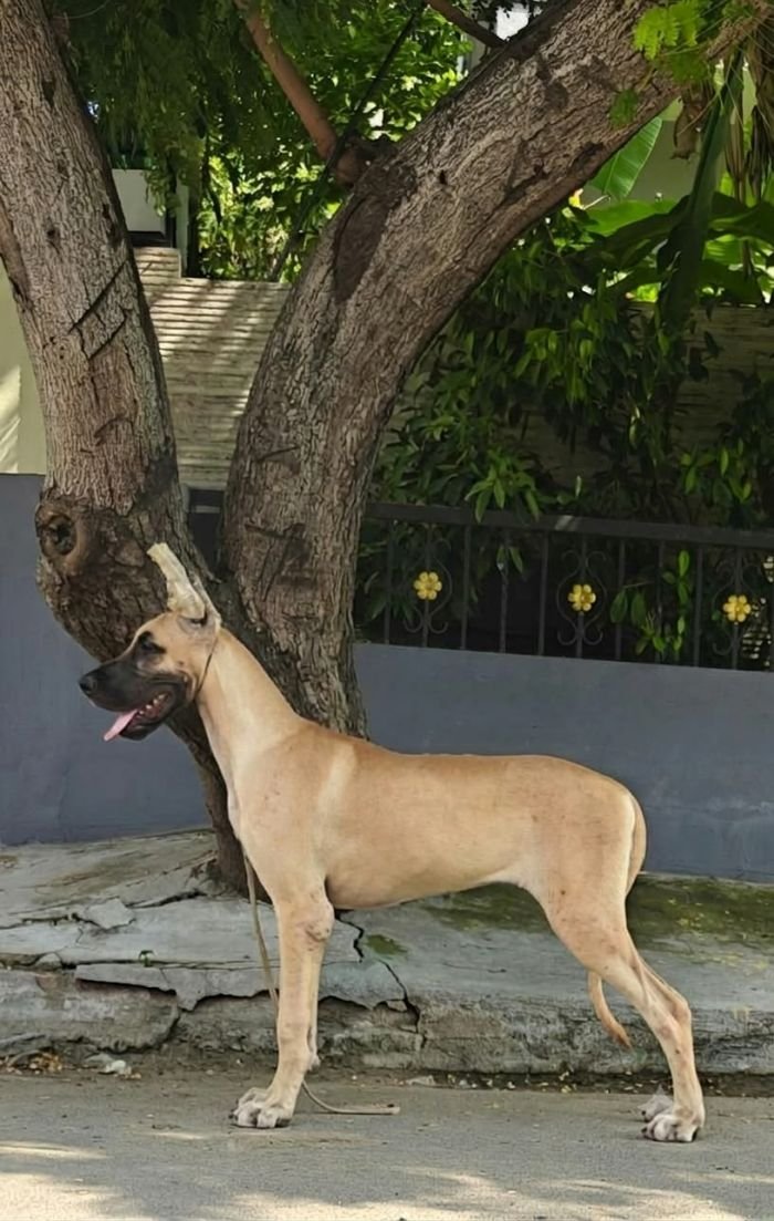 DogsIndia.com - Great Dane - Anandkumar - Ellesmera