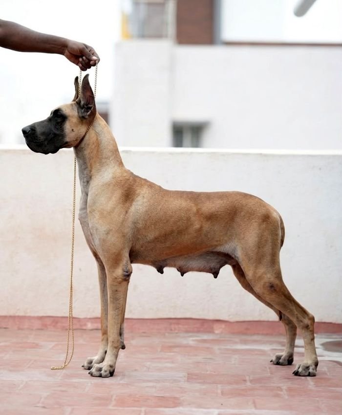 DogsIndia.com - Great Dane - Balken Kennels