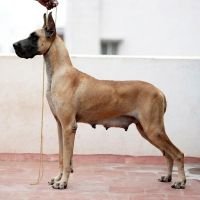 DogsIndia.com - Great Dane - Balken Kennels
