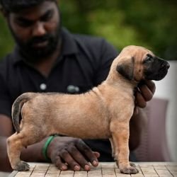 DogsIndia.com - Great Dane - Balken Kennels