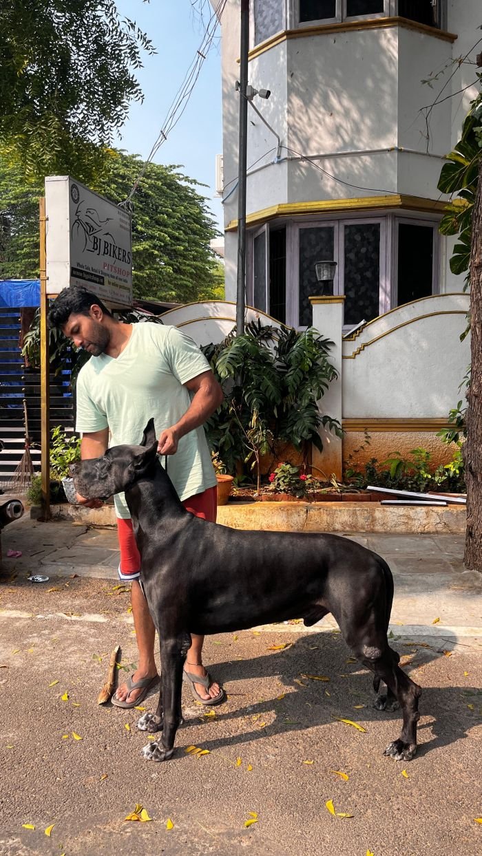 DogsIndia.com - Great Dane - Balken Kennels