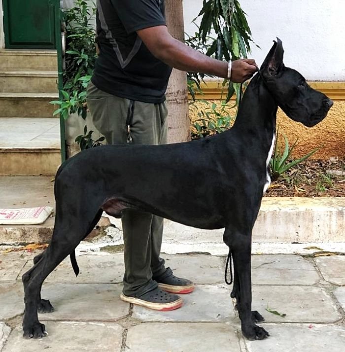 DogsIndia.com - Great Dane - Balken Kennels