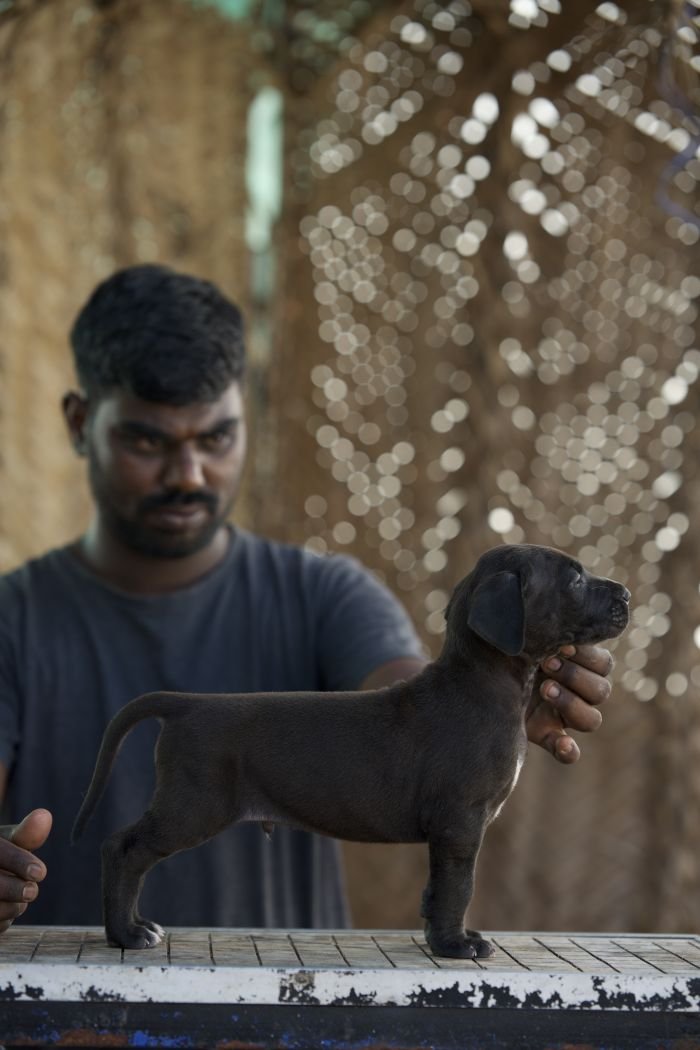 DogsIndia.com - Great Dane - Balken Kennels