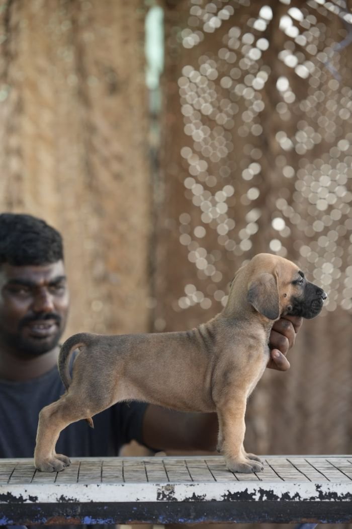 DogsIndia.com - Great Dane - Balken Kennels