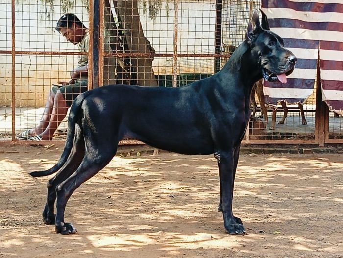 DogsIndia.com - Great Dane - Dr. Andrew