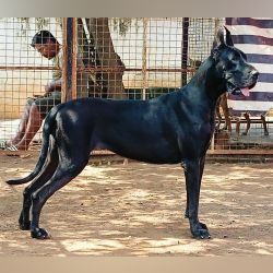 DogsIndia.com - Great Dane - Dr. Andrew