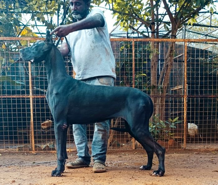 DogsIndia.com - Great Dane - Dr. Andrew