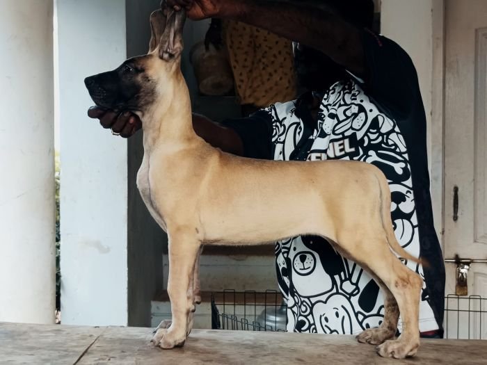 DogsIndia.com - Great Dane - Faithrot Kennels - Dr. Andrew