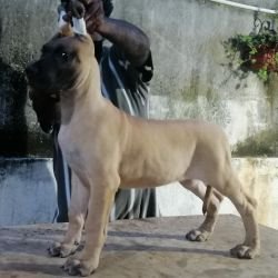 DogsIndia.com - Great Dane - Faithrot Kennels - Dr. Andrew
