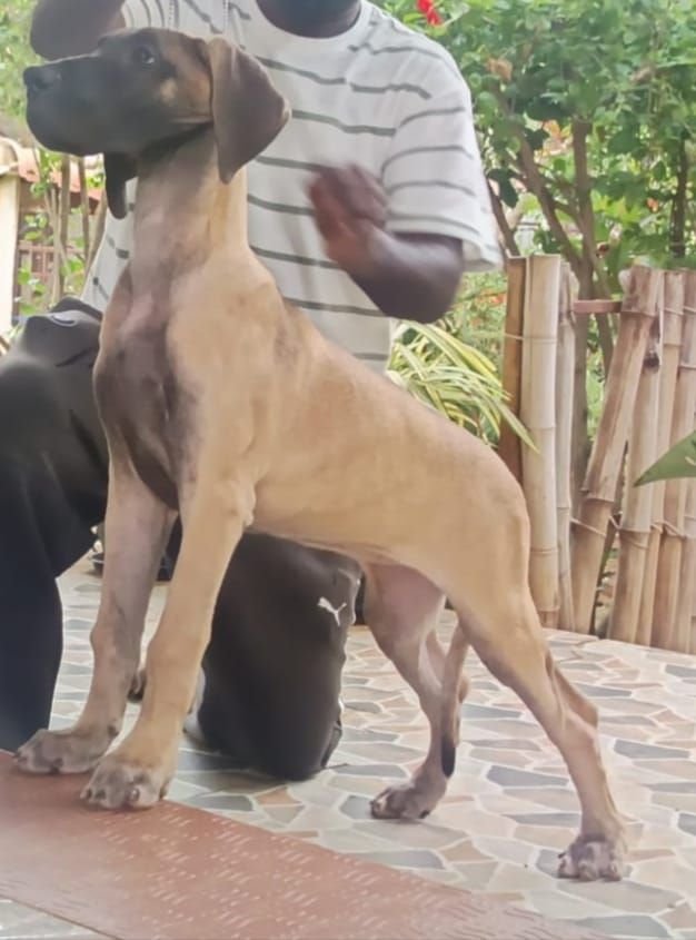 DogsIndia.com - Great Dane - Faithrot Kennels - Dr. Andrew