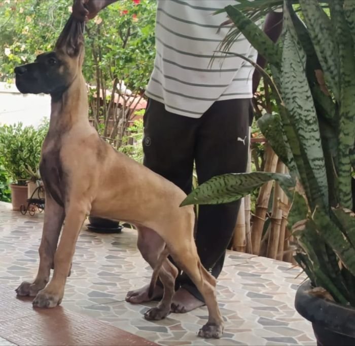 DogsIndia.com - Great Dane - Faithrot Kennels - Dr. Andrew