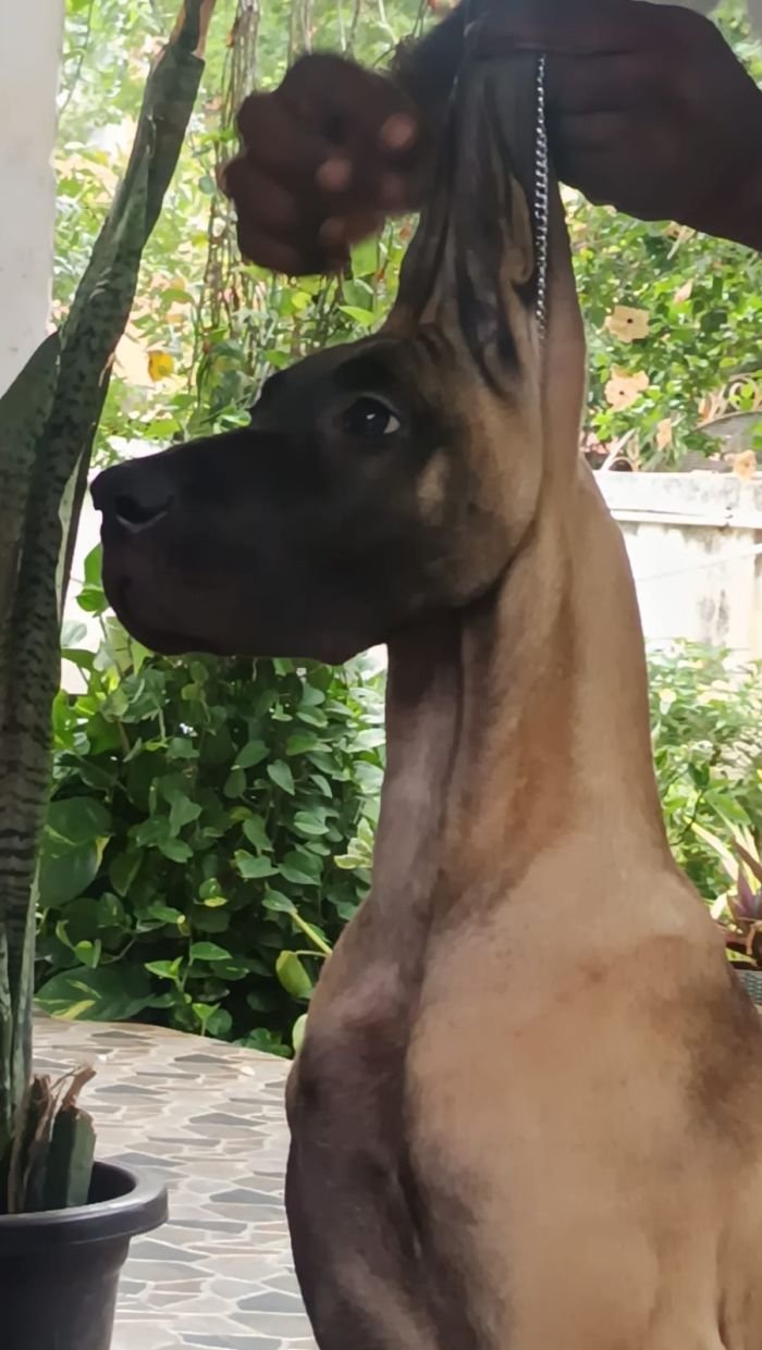 DogsIndia.com - Great Dane - Faithrot Kennels - Dr. Andrew