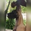 DogsIndia.com - Great Dane - Faithrot Kennels - Dr. Andrew