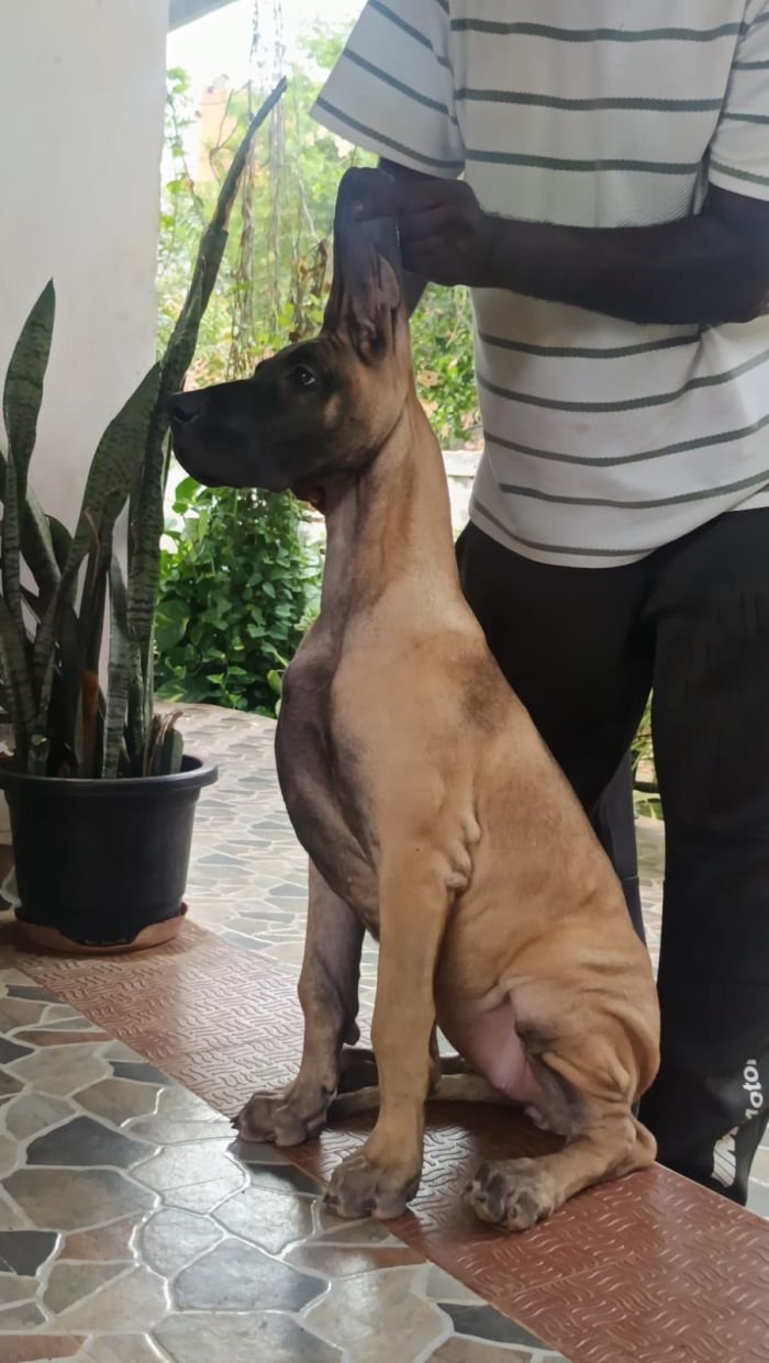 DogsIndia.com - Great Dane - Faithrot Kennels - Dr. Andrew