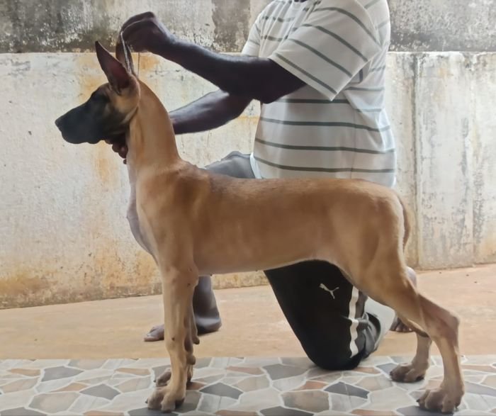 DogsIndia.com - Great Dane - Faithrot Kennels - Dr. Andrew