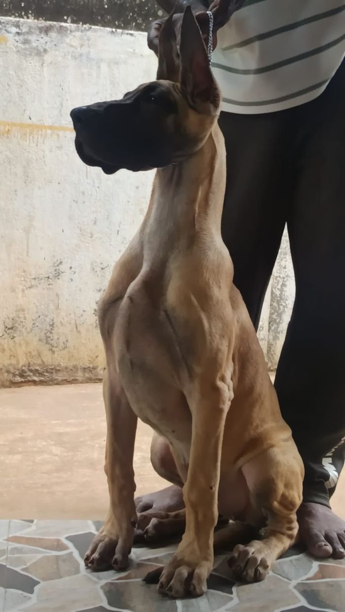 DogsIndia.com - Great Dane - Faithrot Kennels - Dr. Andrew