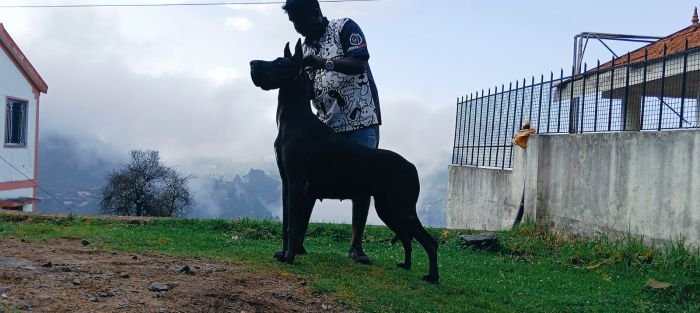 DogsIndia.com - Great Dane - Faithrot Kennels - Dr. Andrew