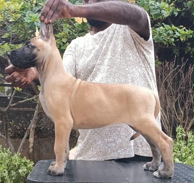 DogsIndia.com - Great Dane - Faithrot Kennels - Dr. Andrew
