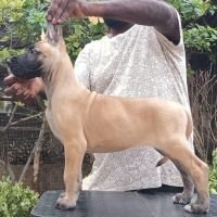 DogsIndia.com - Great Dane - Faithtrot Kennels - Dr. Andrew