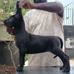 DogsIndia.com - Great Dane - Faithrot Kennels - Dr. Andrew