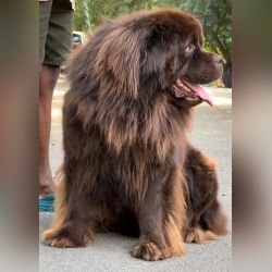 DogsIndia.com - Newfoundland - Gururaj