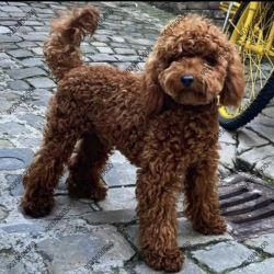 DogsIndia.com -2 year - Poodle - Santhosh