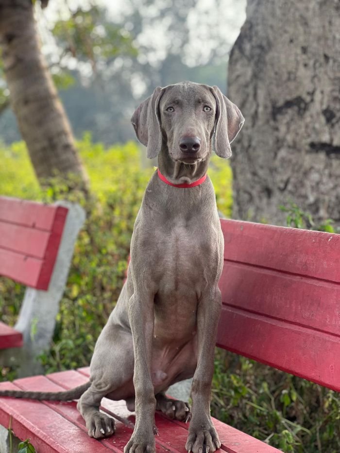 DogsIndia.com - Grown Up Weimaraner Puppy for sale - Prityhviraj