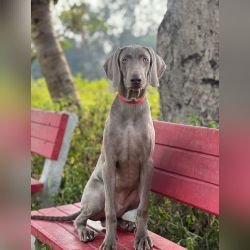 DogsIndia.com - Grown Up Weimaraner Puppy for sale - Prityhviraj