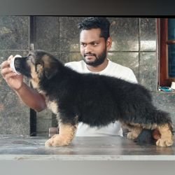 DogsIndia.com - GSD - Karthick