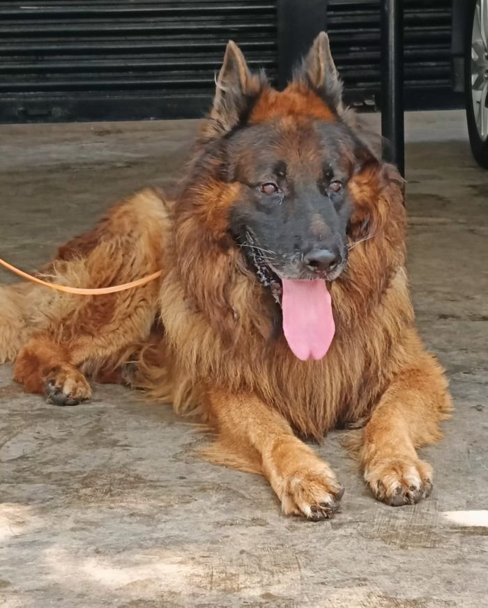 DogsIndia.com - GSD - Karthick