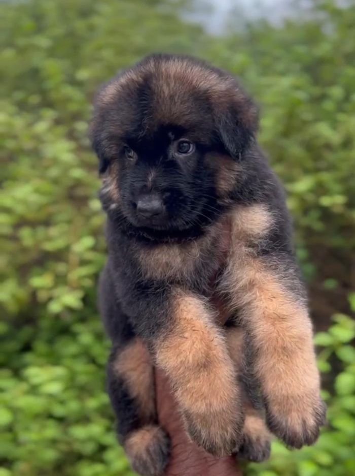 DogsIndia.com - GSD - Karthick
