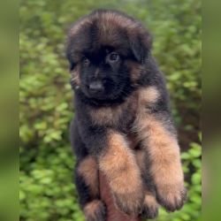 DogsIndia.com - GSD - Karthick