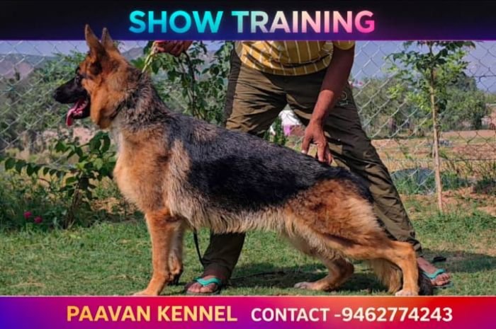 DogsIndia.com - GSD - Paavan Kennels