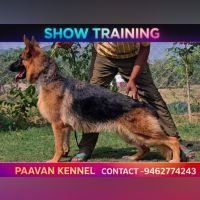 DogsIndia.com - GSD - Paavan Kennels
