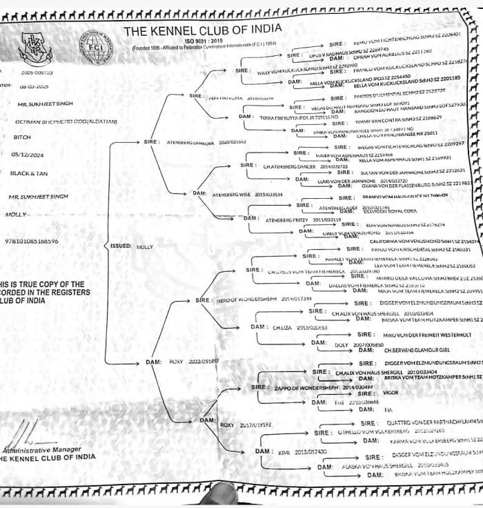 DogsIndia.com - GSD - Paavan Kennels