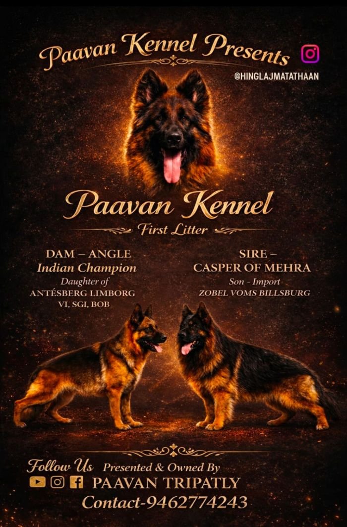DogsIndia.com - GSD - Paavan Kennels
